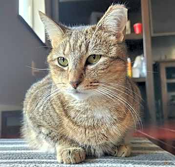 Photo of Misu Misu