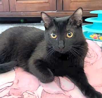 Photo of Shiloh
