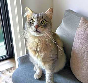 Photo of Paws
