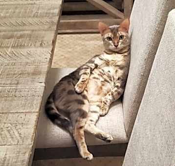 Photo of Nala