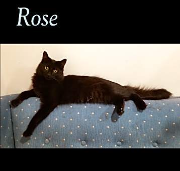Photo of Rose (with Daffodil)