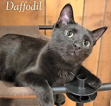 Photo of Daffodil (with Rose)