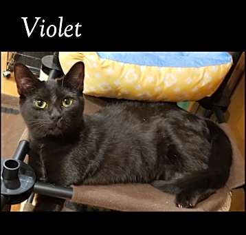 Photo of Violet (with Lily)