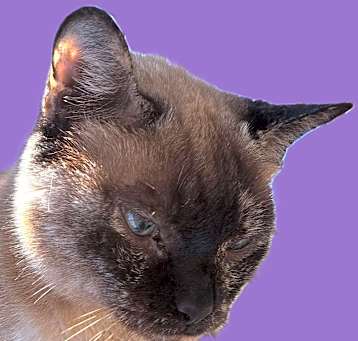 Photo of Hazey