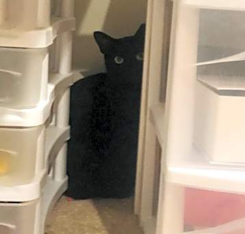 Photo of Frankie