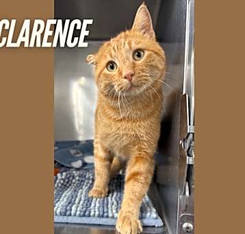 Photo of Clarence