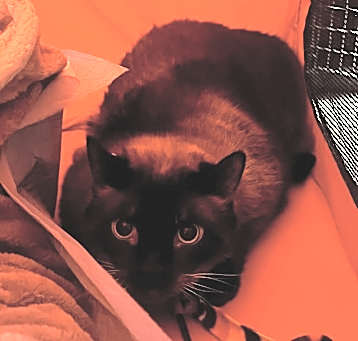 Photo of Samurai
