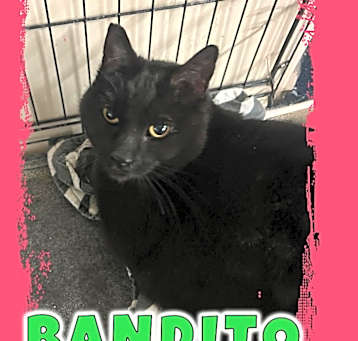 Photo of Bandito