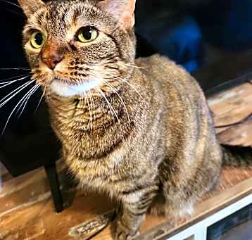 Photo of Puss