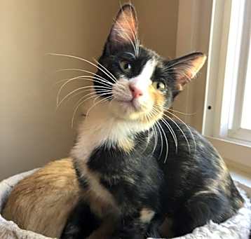 Photo of Calypso