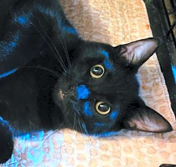 Photo of Maverick