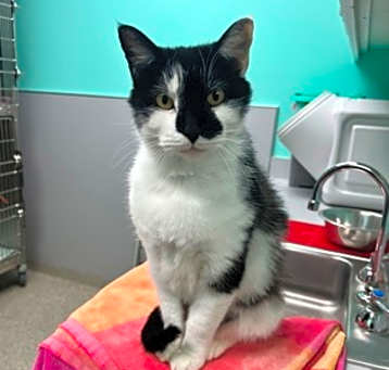 Photo of Oreo