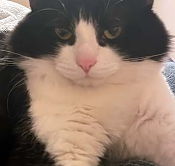 Photo of Pingu