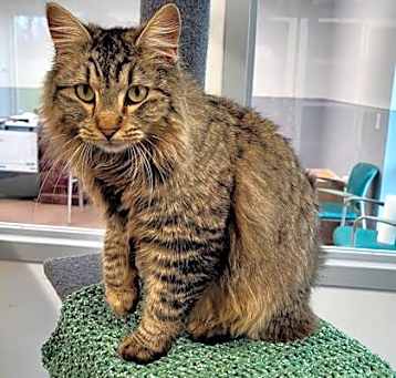 Photo of Kiwi