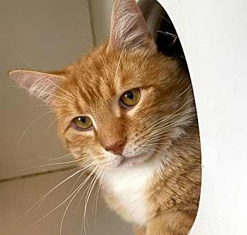 Photo of Aslan