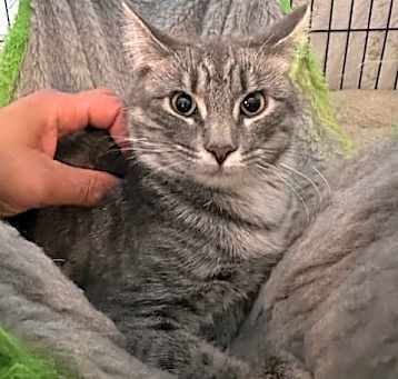 Photo of Lyssa (bonded with Linus)