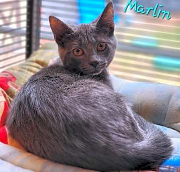 Photo of Marlin