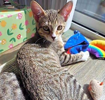 Photo of Artemis