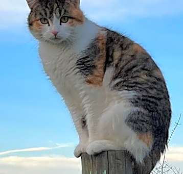 Photo of Cat