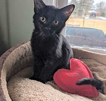 Photo of Pepper