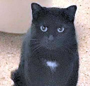 Photo of Iris