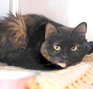 Photo of Diamond