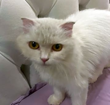 Photo of Luanne (Lulu) Kuwait