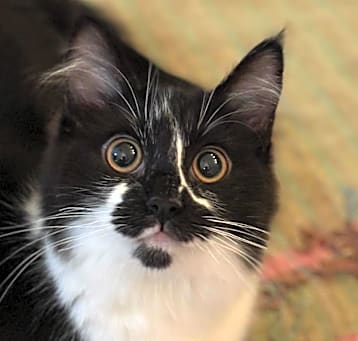 Photo of Bambina (Bambi) Kuwait  (bonded with Lilou Kuwait)