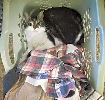 Photo of Tansey