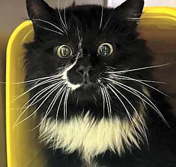 Photo of Lucifer