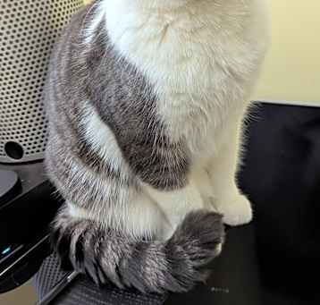 Photo of Munchkin