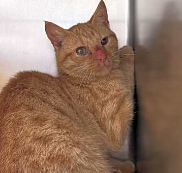 Photo of Plumette