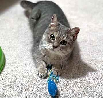 Photo of Chica