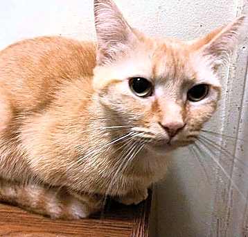 Photo of Sweetie Pie