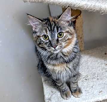 Photo of Ramona