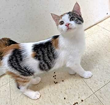 Photo of Beezus