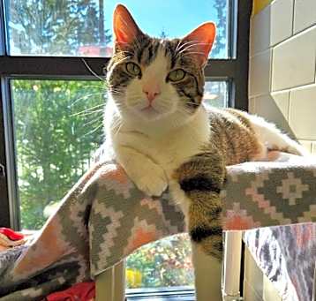 Photo of Maximus