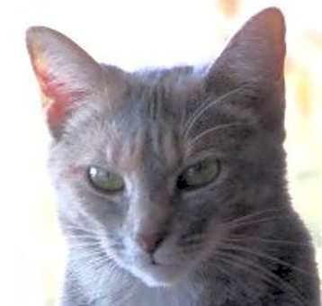 Photo of Coco
