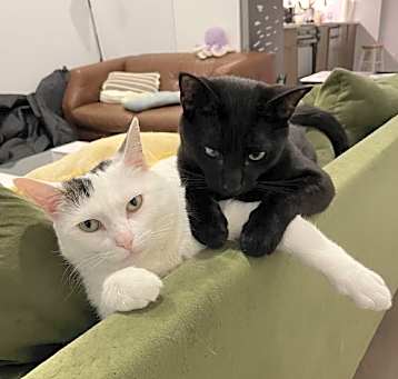 Photo of Simon and Cuddles