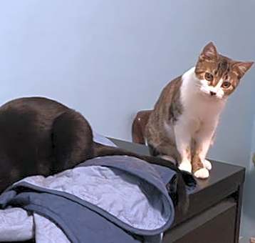 Photo of Charlie and Farrah