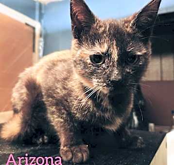 Photo of Arizona