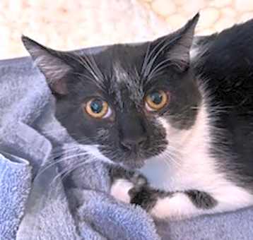 Photo of Mookie
