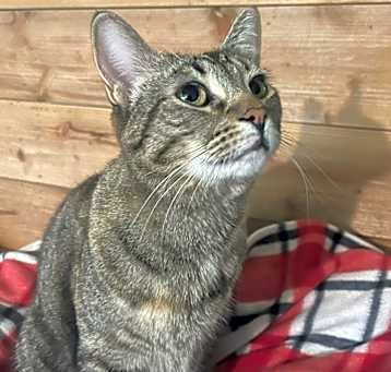 Photo of Tabby