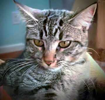 Photo of Rosie