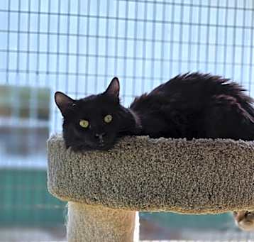 Photo of Damon Cat
