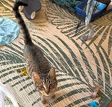 Photo of Shira