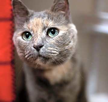 Photo of Luna