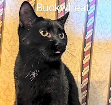 Photo of Buckwheat