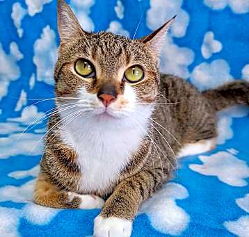 Photo of Sweetpea