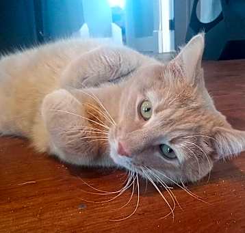 Photo of Tobie